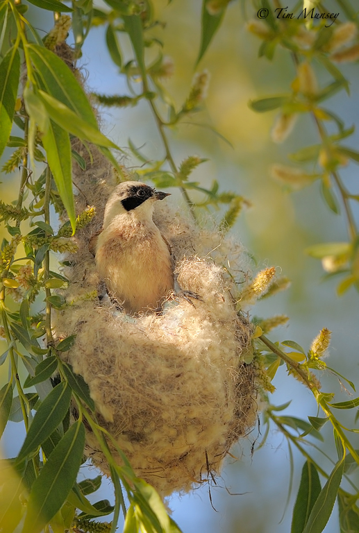 Penduline Tit 2012